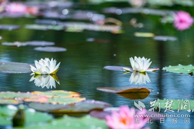 睡蓮展示區(qū)景觀 江濤視覺攝 (1).jpg.jpg