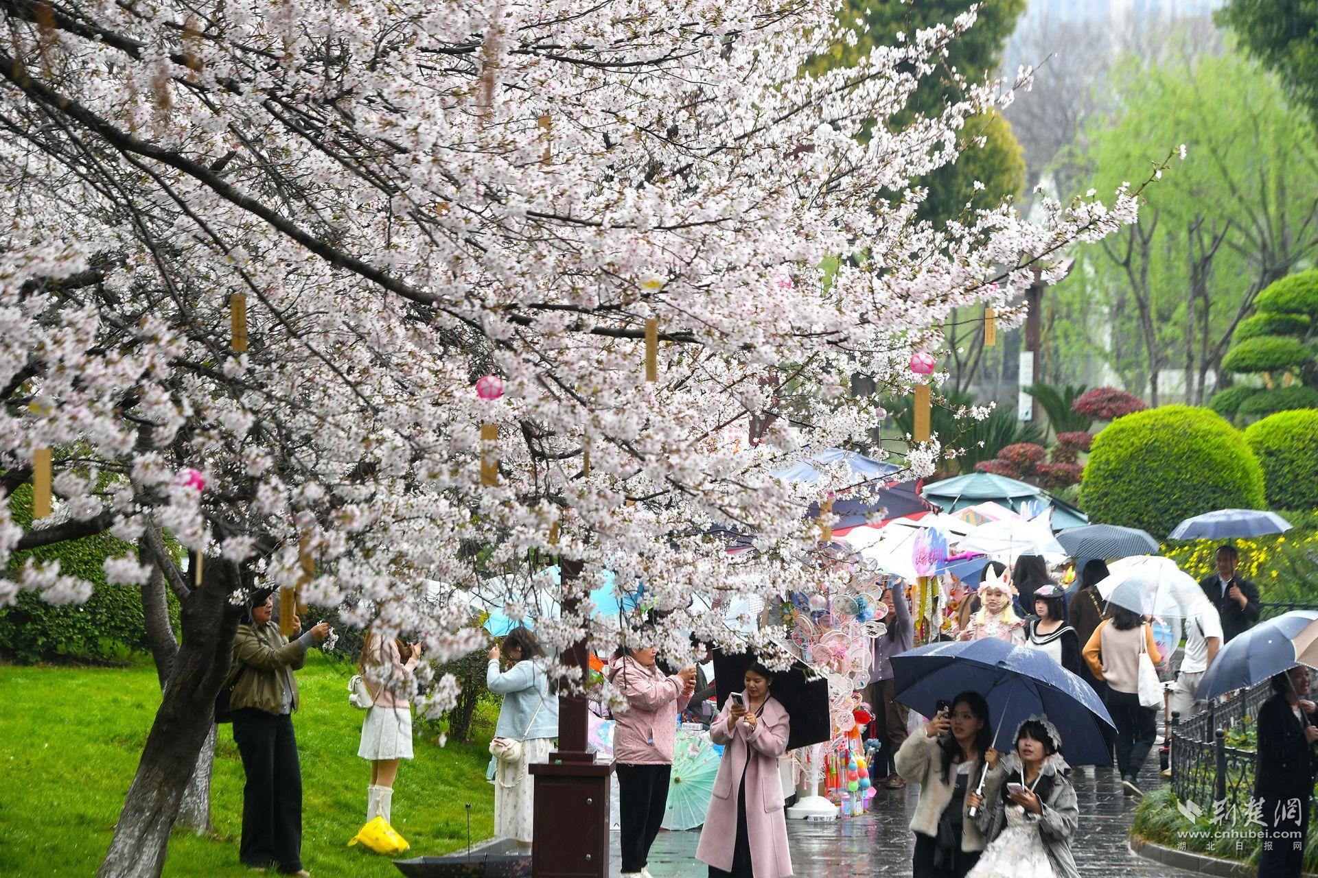 市民在堤角公園雨中賞櫻，1300余株櫻花按花期分為早、中、晚三期，紅粉白綠四色交織，花期可持續(xù)至四月上旬，游客總能找到心頭好.j